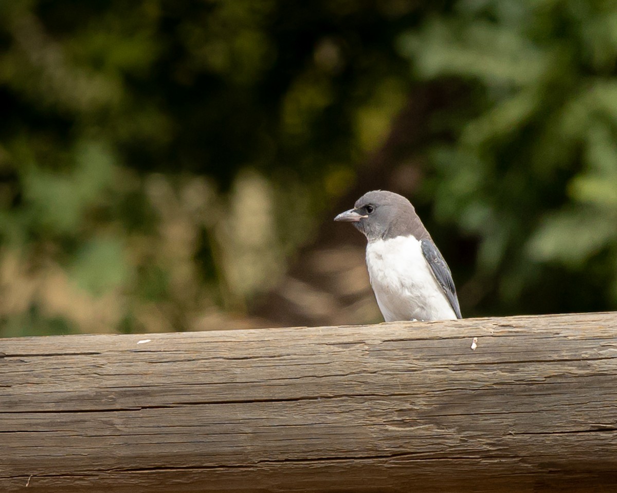 White-breasted Woodswallow - ML305443451