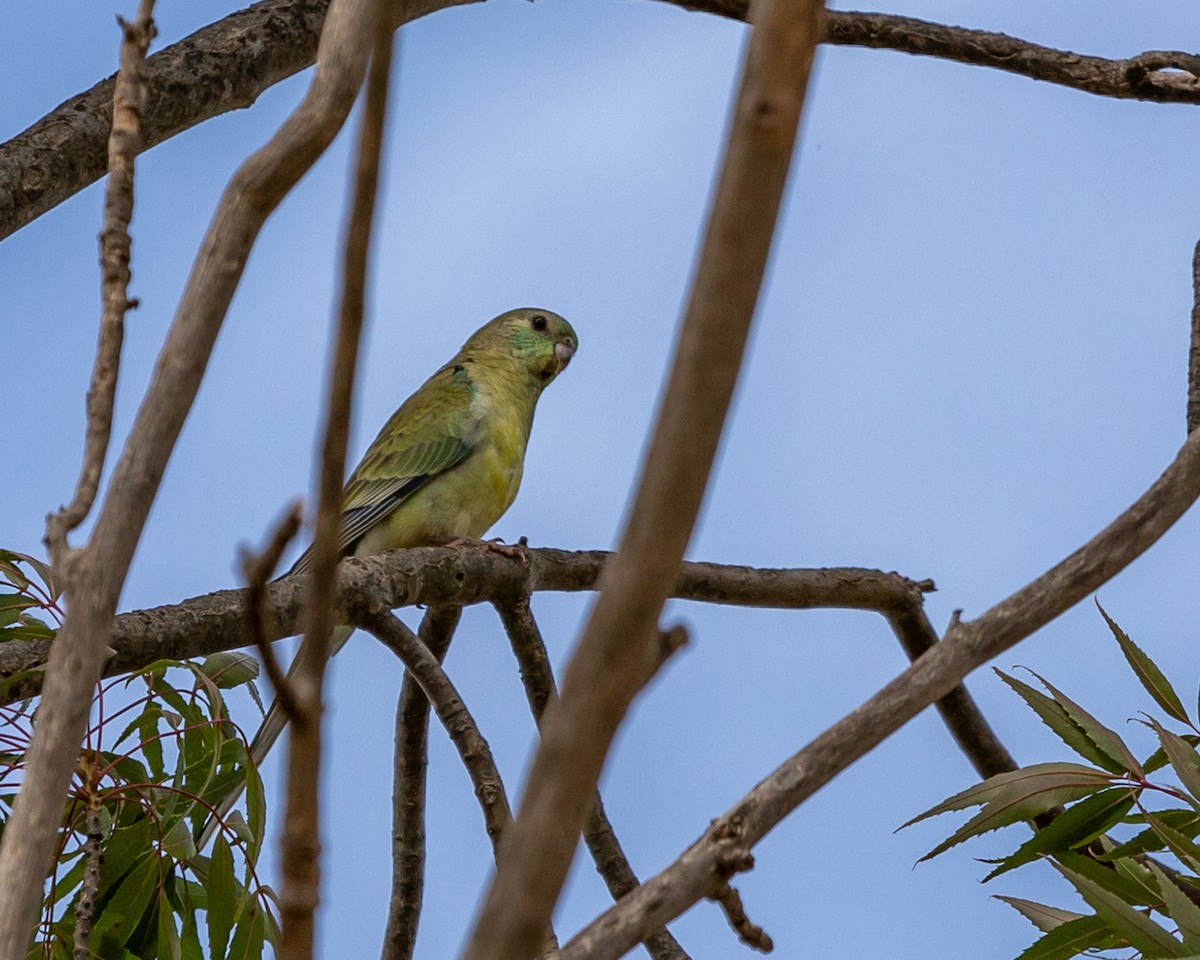 Red-rumped Parrot - ML305443781