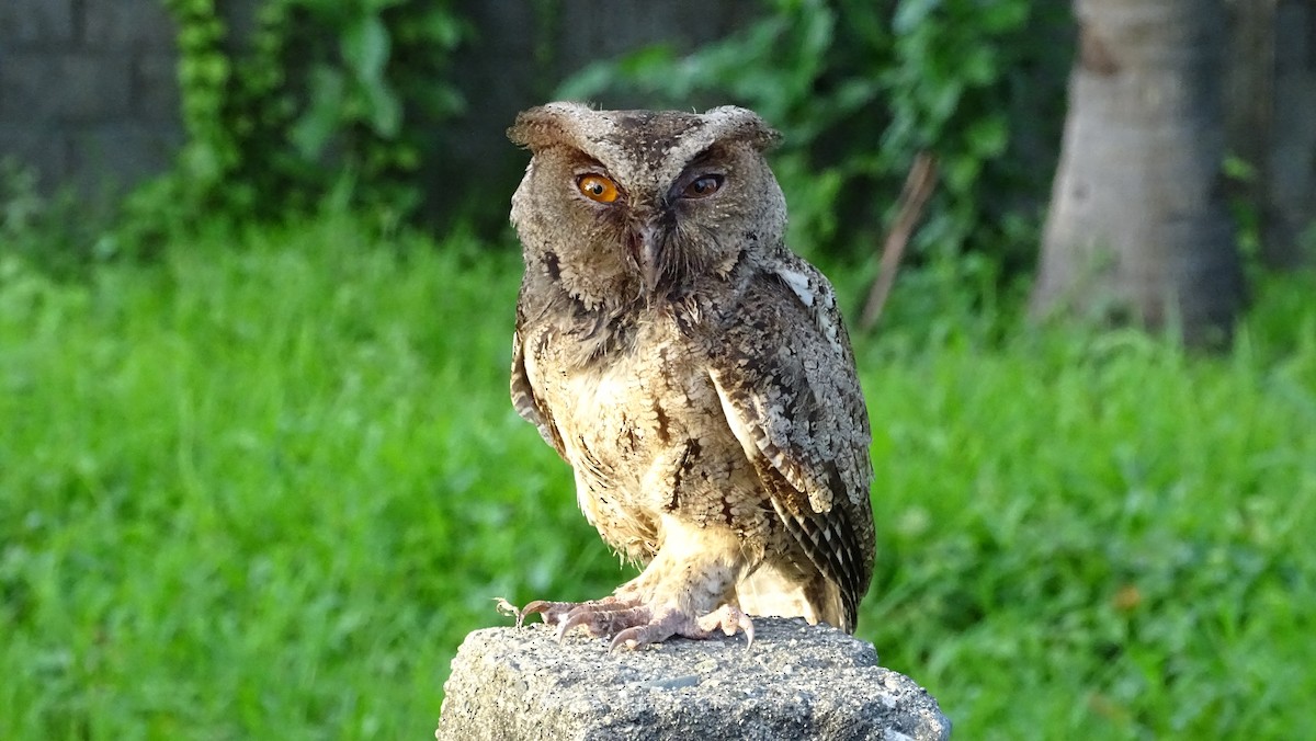 Philippine Scops-Owl - ML305448481