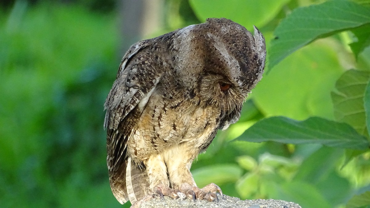 Philippine Scops-Owl - ML305448521