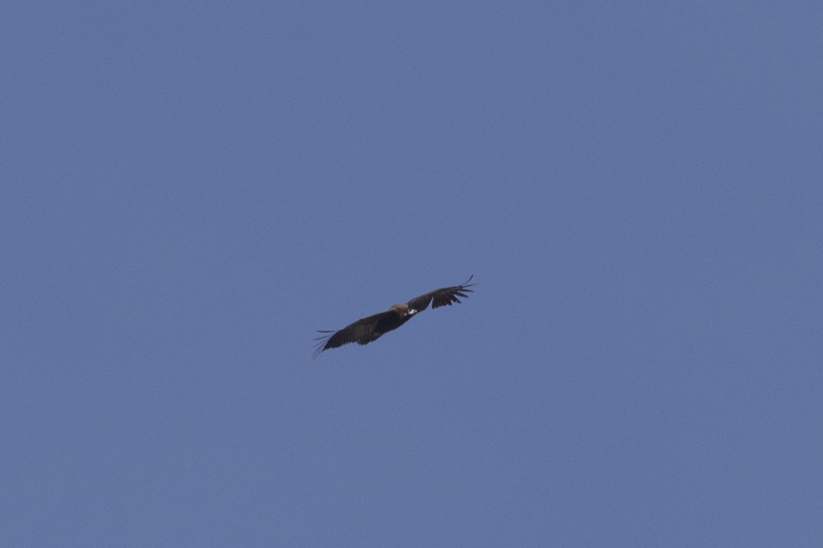 Cinereous Vulture - ML305450051