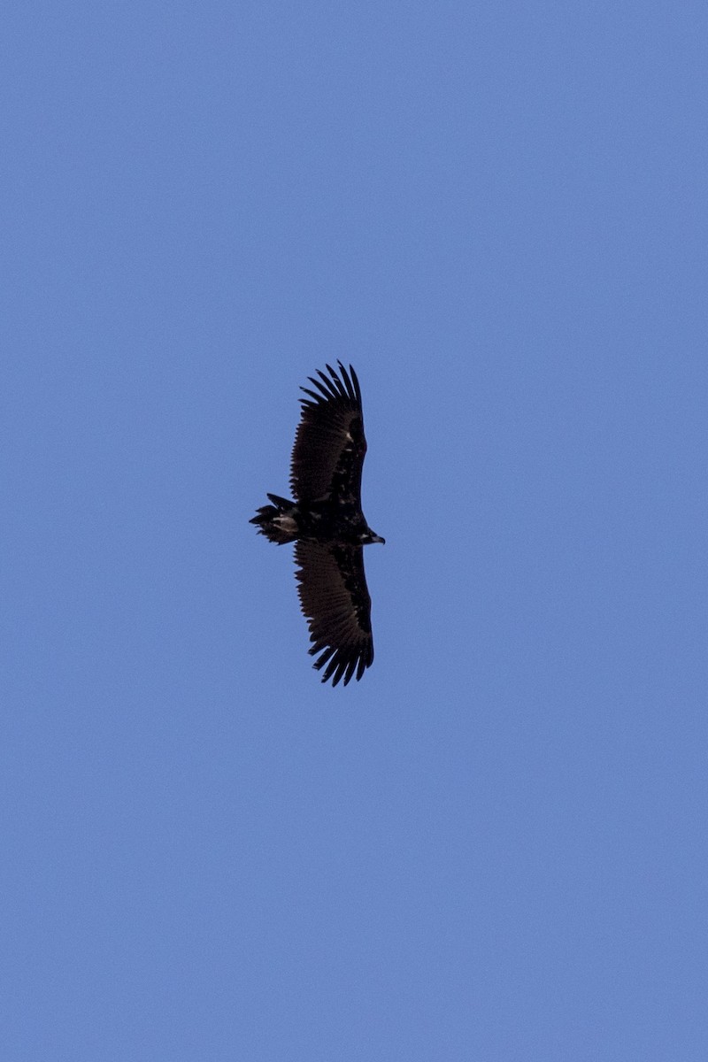 Cinereous Vulture - ML305450081