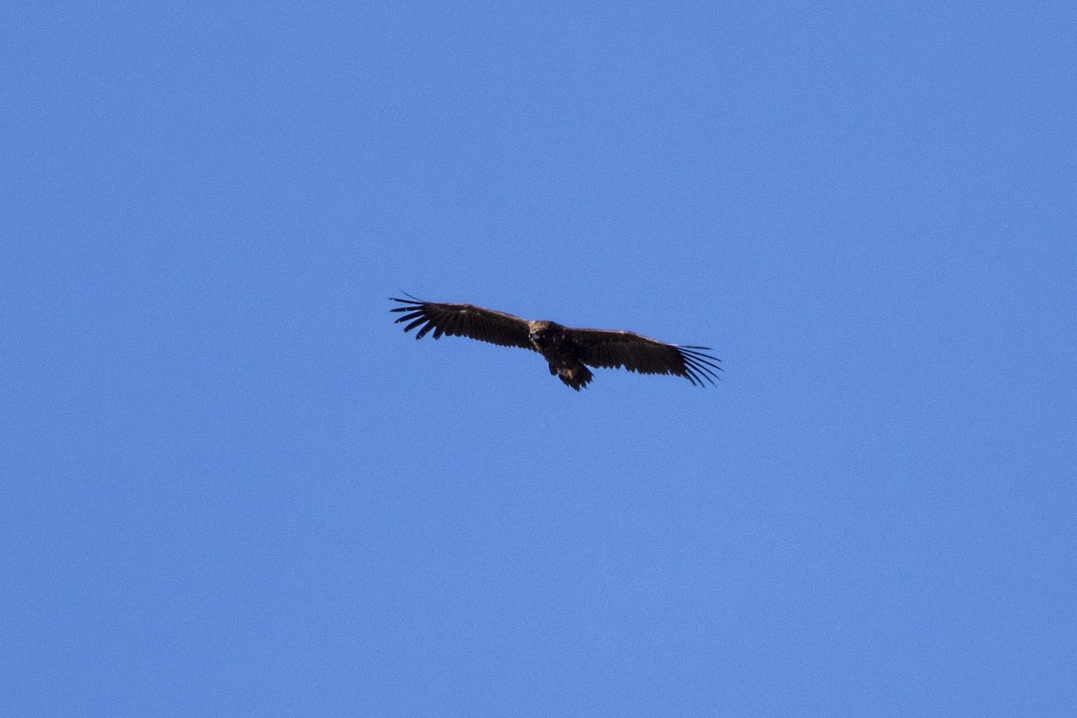 Cinereous Vulture - ML305450091
