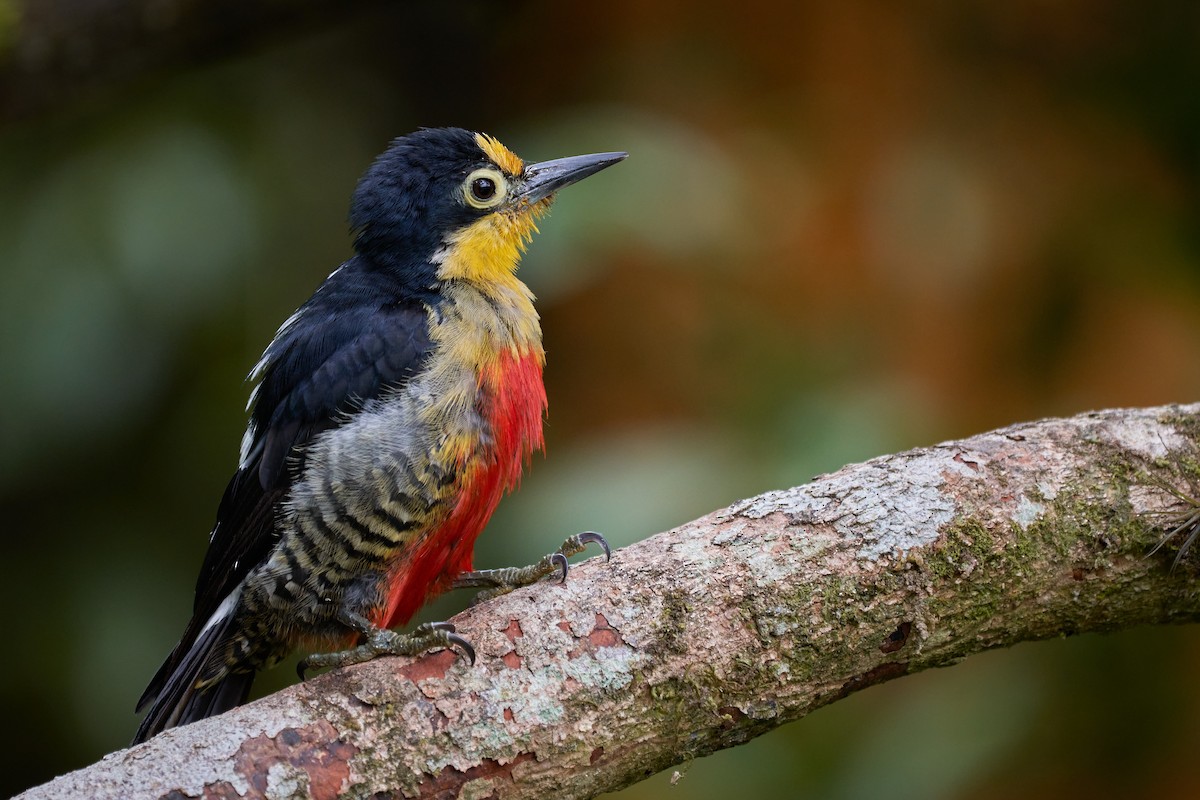 Yellow-fronted Woodpecker - ML305452991