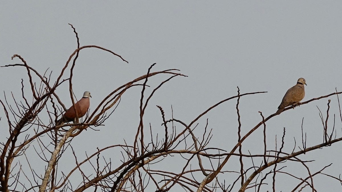 Red Collared-Dove - ML305460521