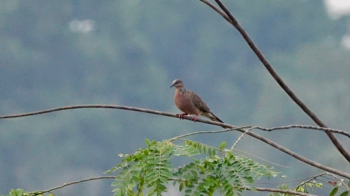 Spotted Dove - ML305461051