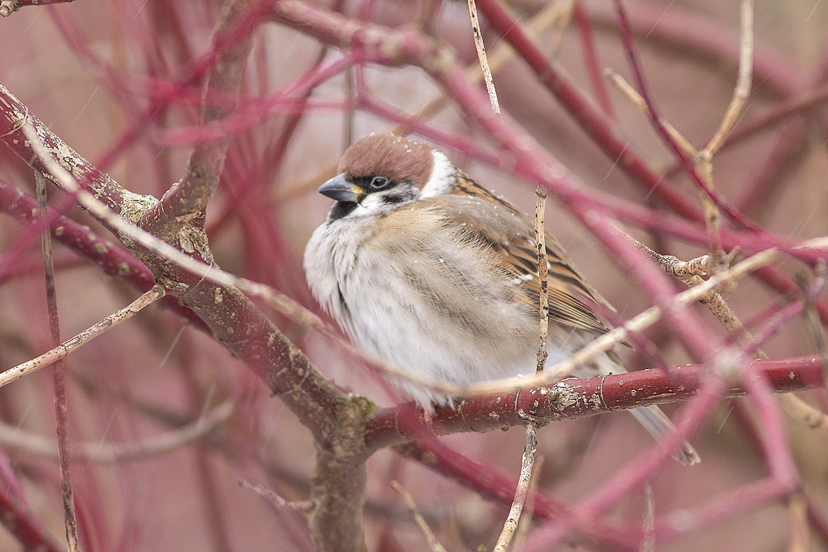 Eurasian Tree Sparrow - ML305462881
