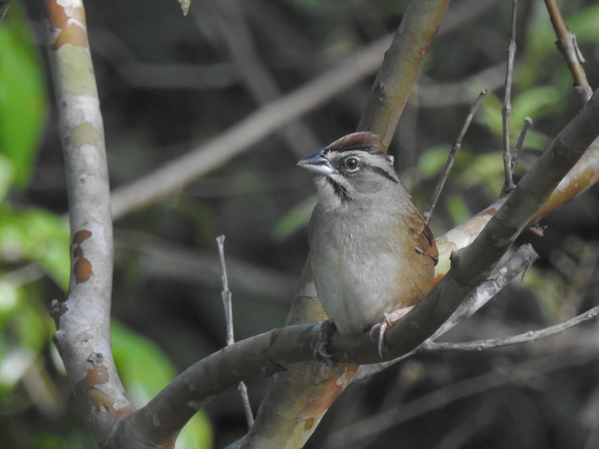 Rusty Sparrow - ML305465721