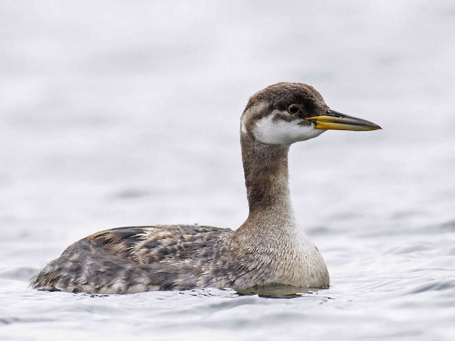 Immature - Red-necked Grebe - 