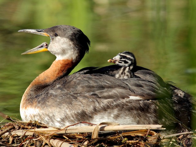 Adult and chick - Red-necked Grebe - 