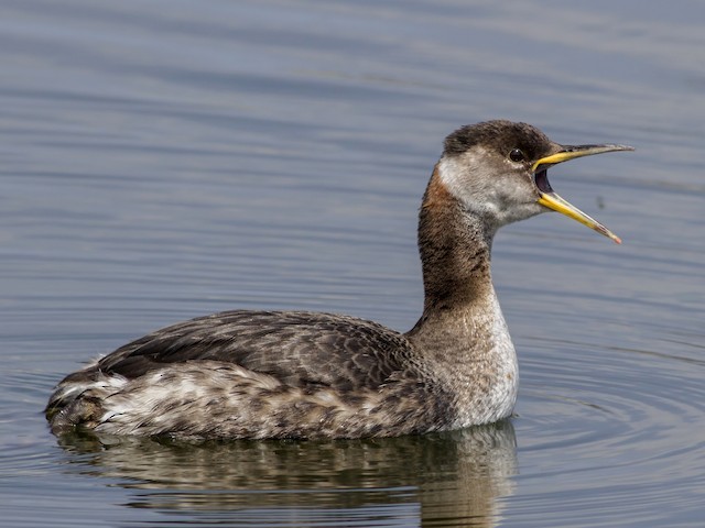 Molting adult - Red-necked Grebe - 