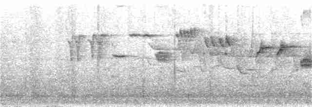 Plumbeous Redstart - ML30547851