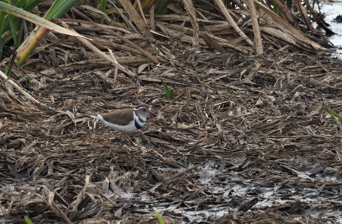 Three-banded Plover (African) - ML305479091