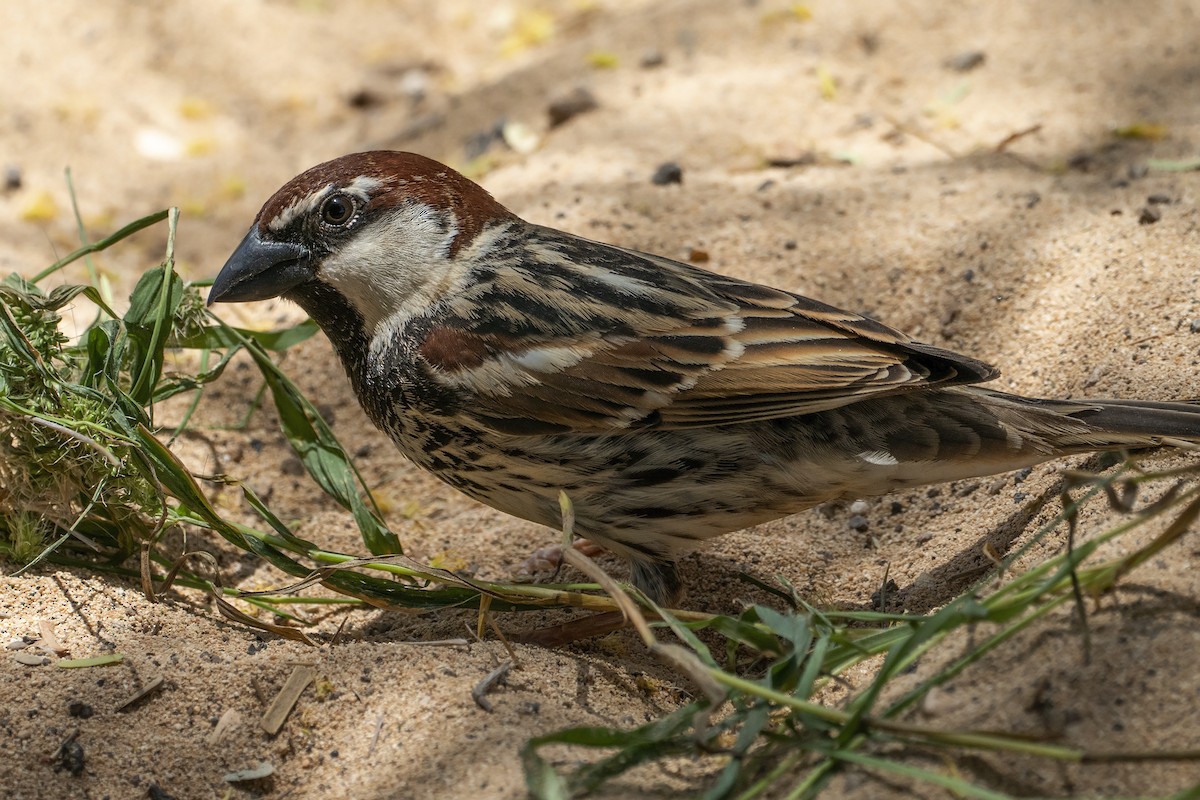 Spanish Sparrow - ML305480251