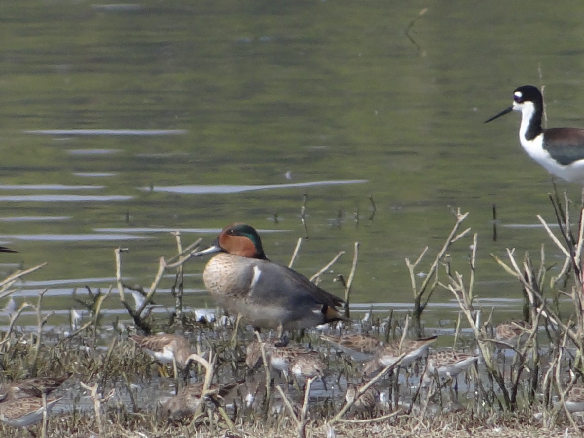 Green-winged Teal - Enrique Choussy Rusconi
