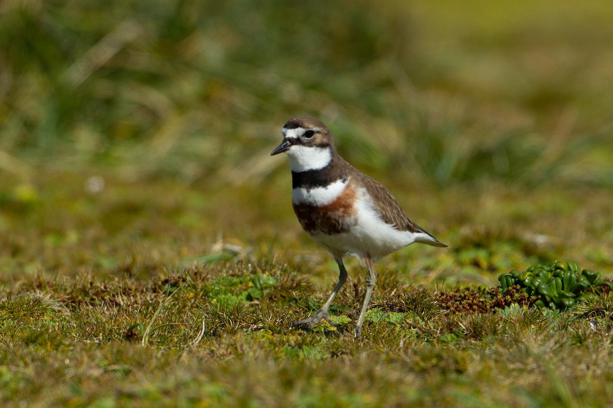 Double-banded Plover - Adrian Boyle