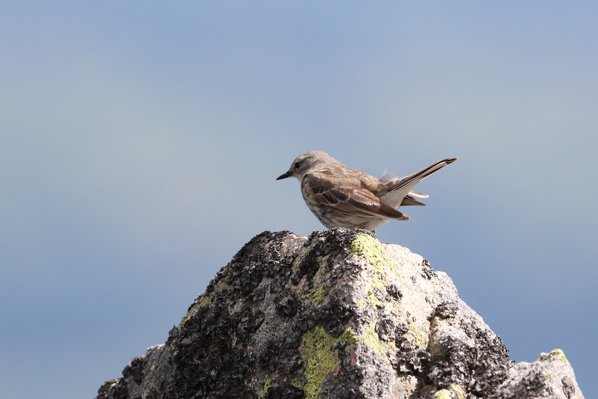 Water Pipit - ML305486211