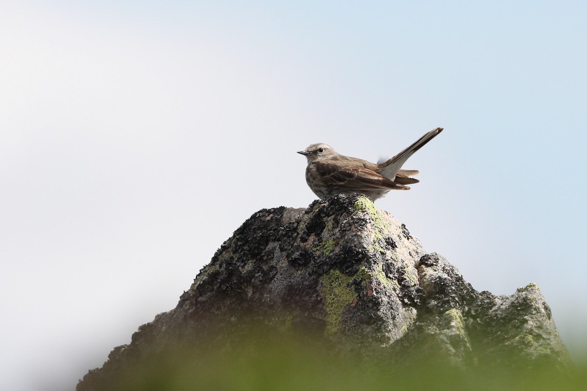 Water Pipit - ML305486231