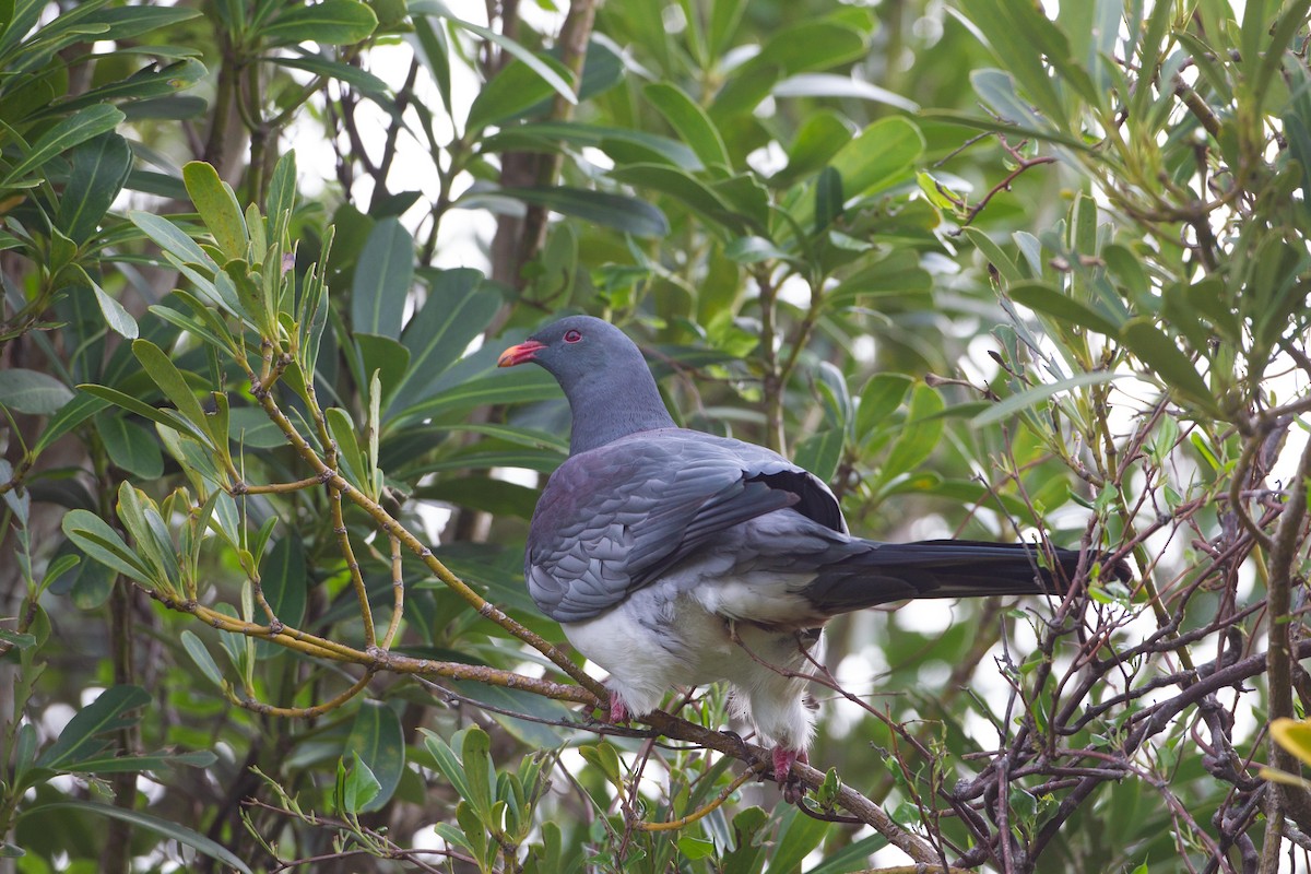 Chatham Island Pigeon - ML305487171