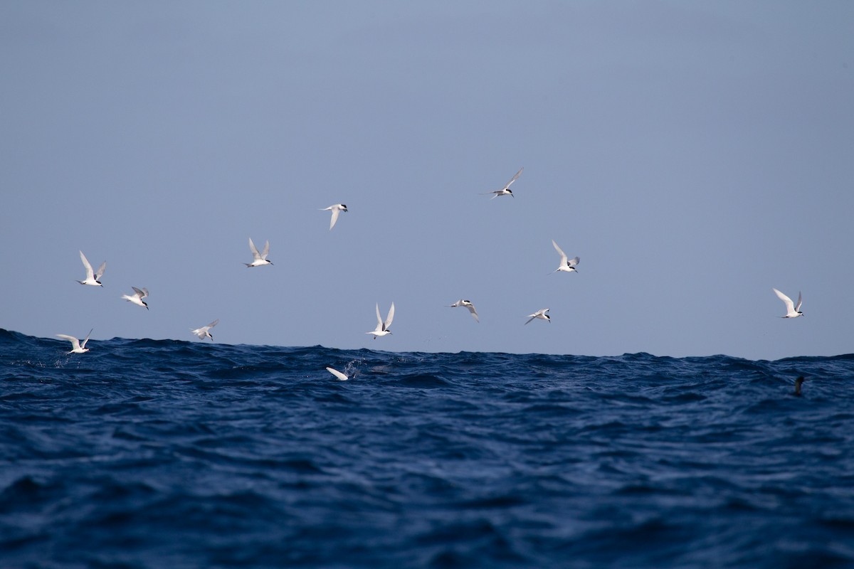 White-fronted Tern - ML305488171
