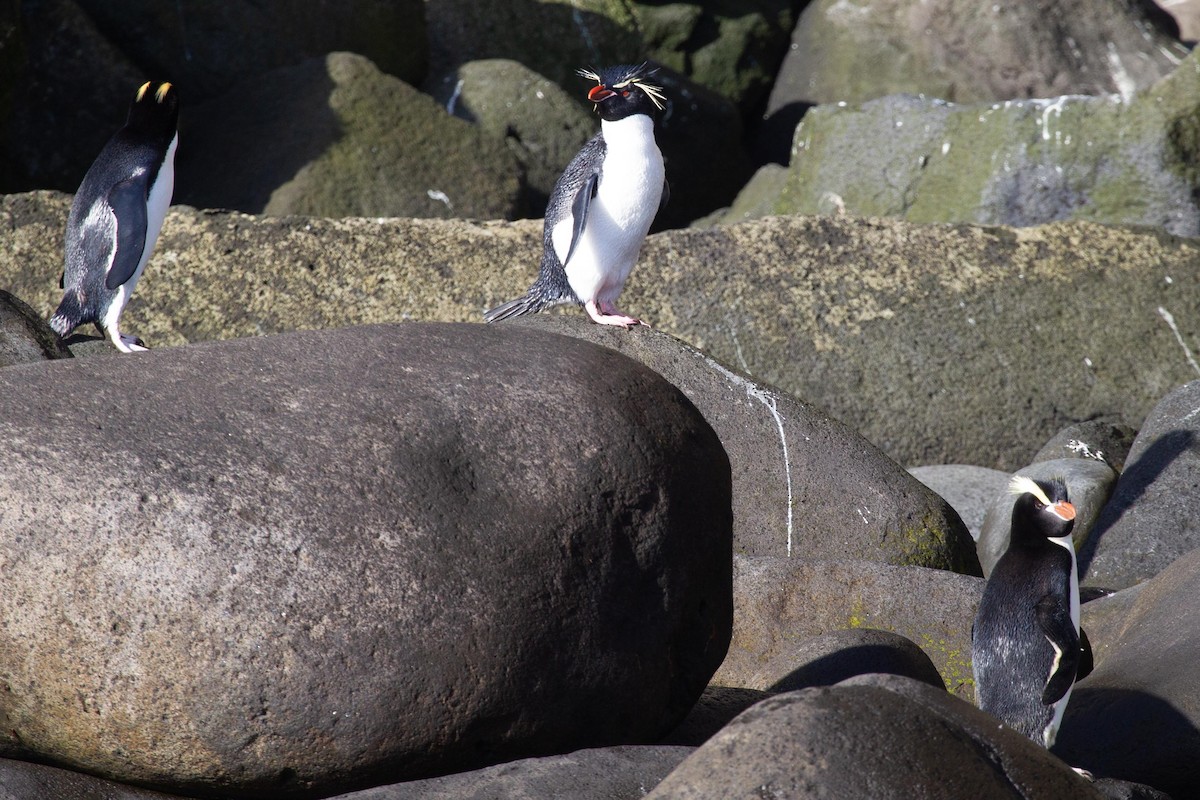 Pingüino Saltarrocas Meridional - ML305490051