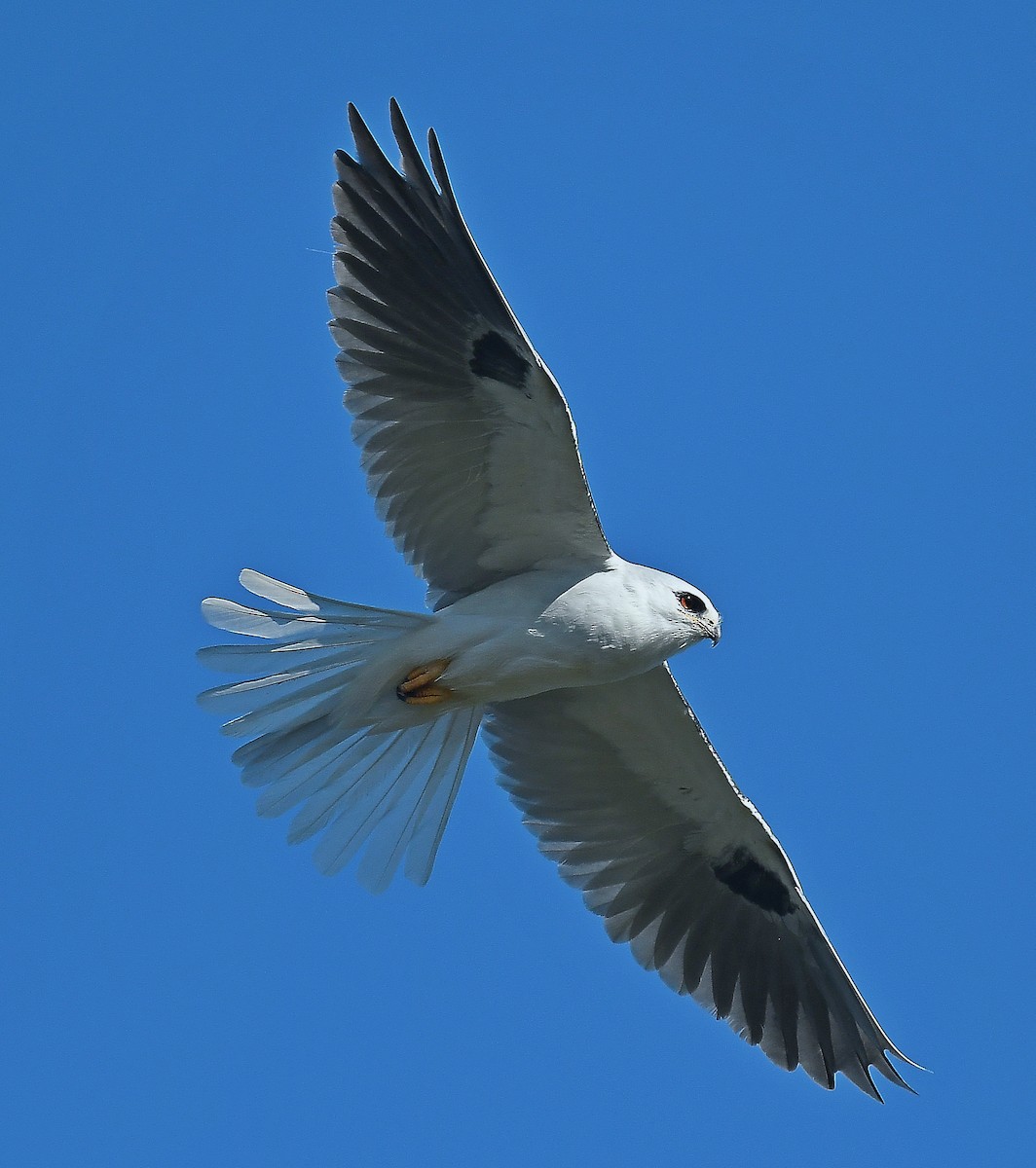 White-tailed Kite - ML305490401