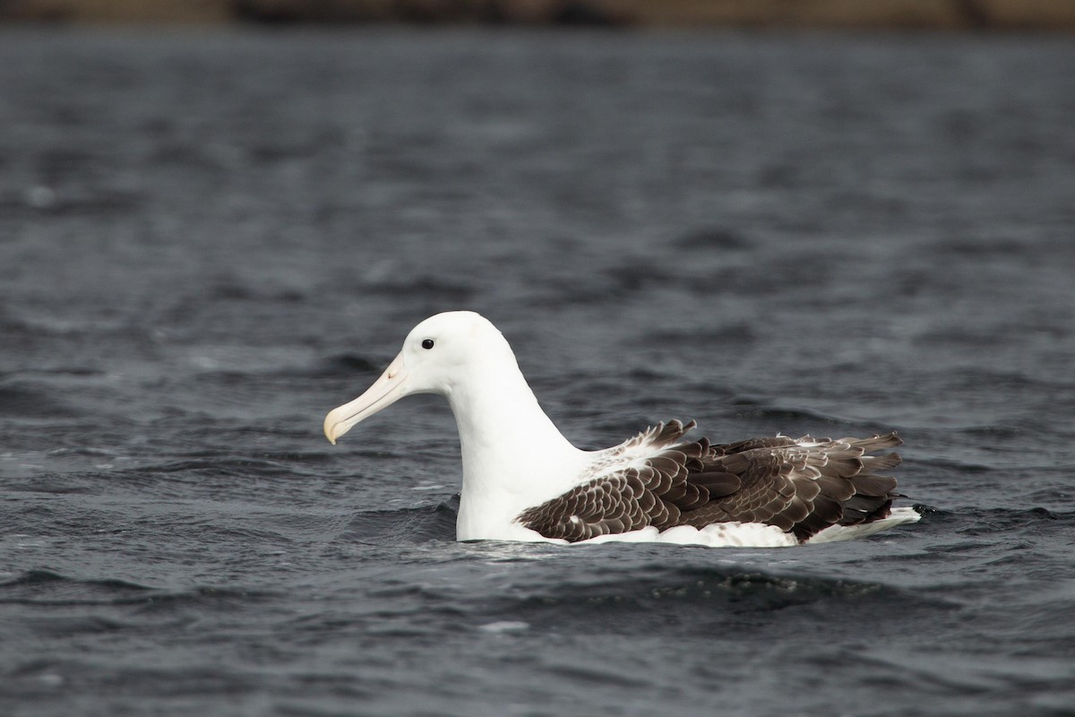 albatros královský - ML305490591