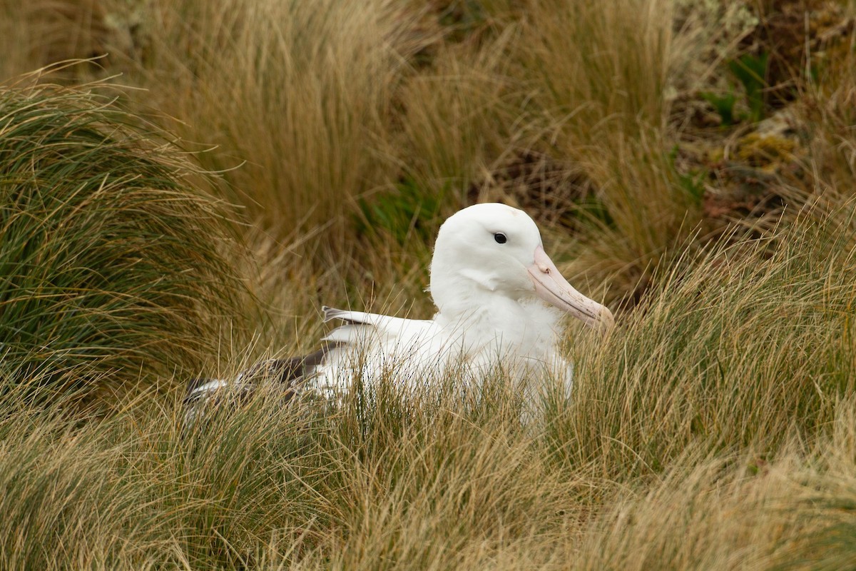 Southern Royal Albatross - Adrian Boyle