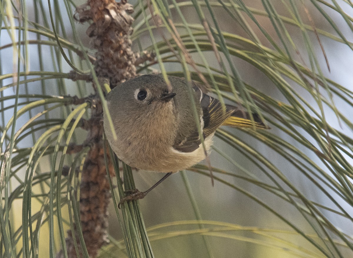 Ruby-crowned Kinglet - Terry  Hurst