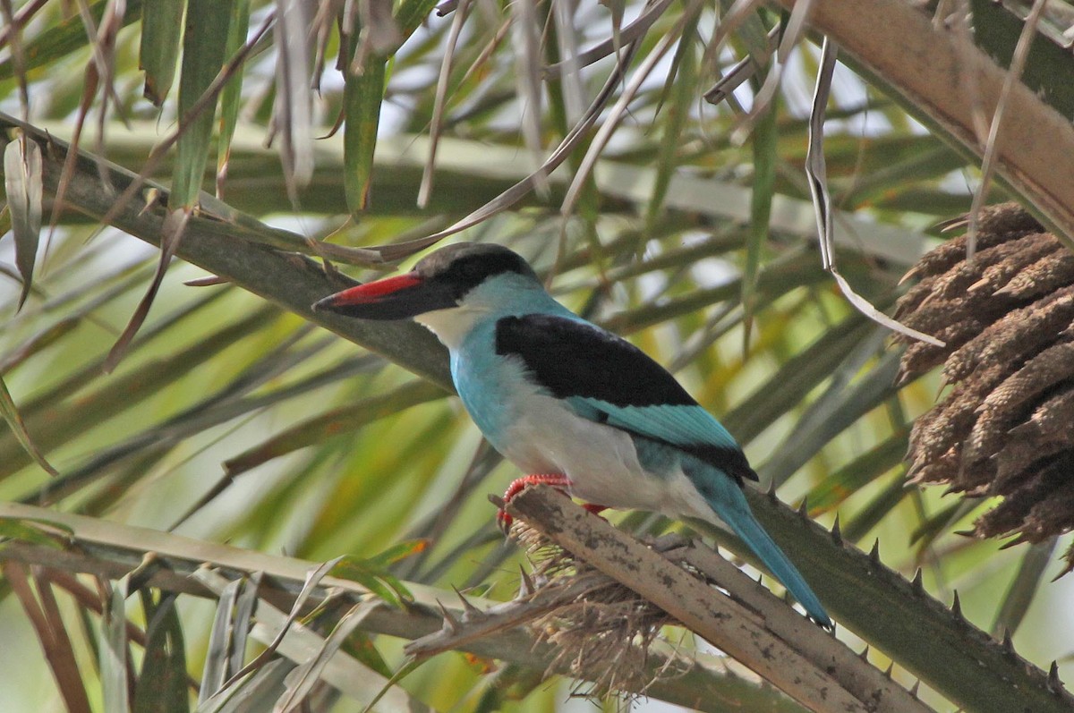 Blue-breasted Kingfisher - ML305494901
