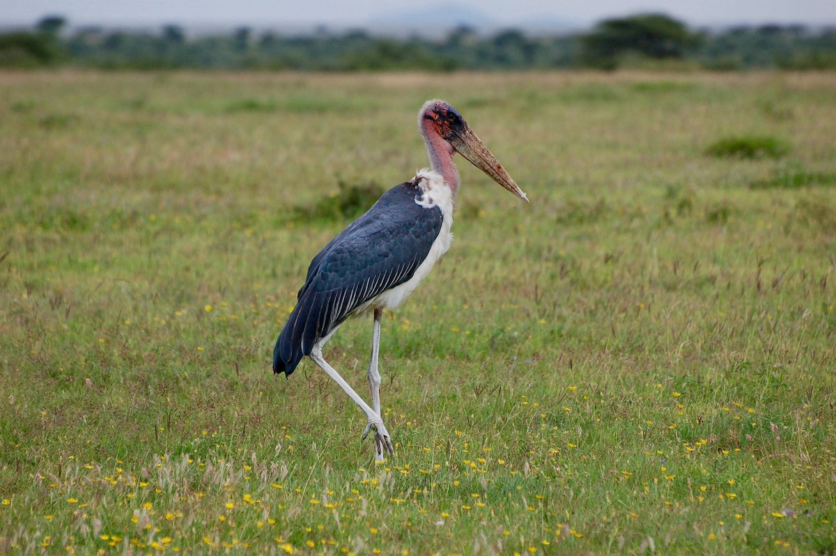 Marabou Stork - David Fraser