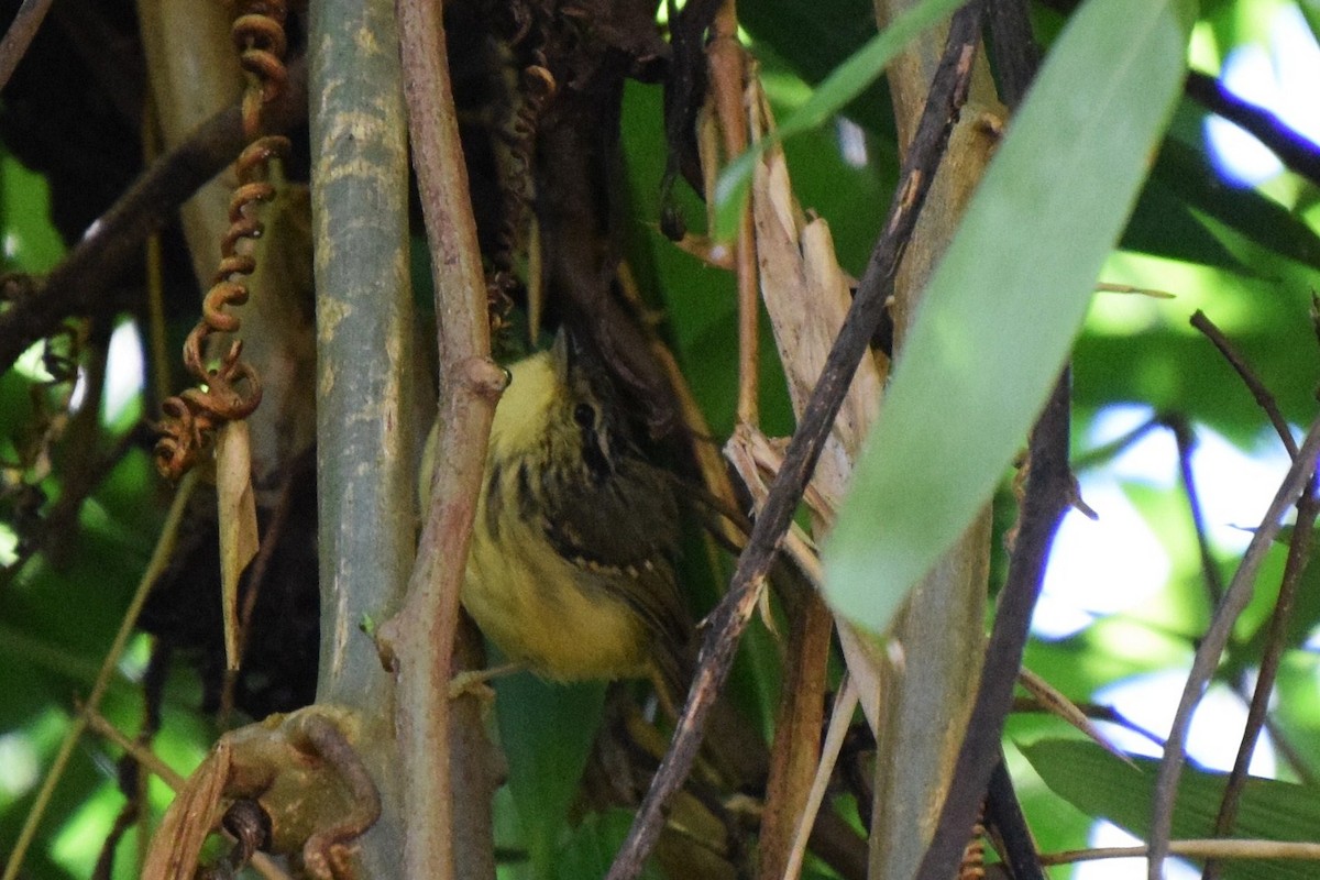 Yellow-breasted Warbling-Antbird - ML30550381