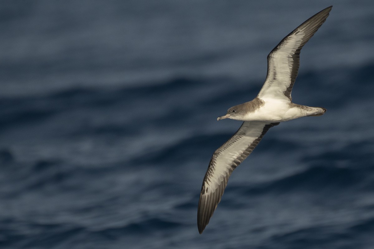 Cape Verde Shearwater - Miguel Rouco