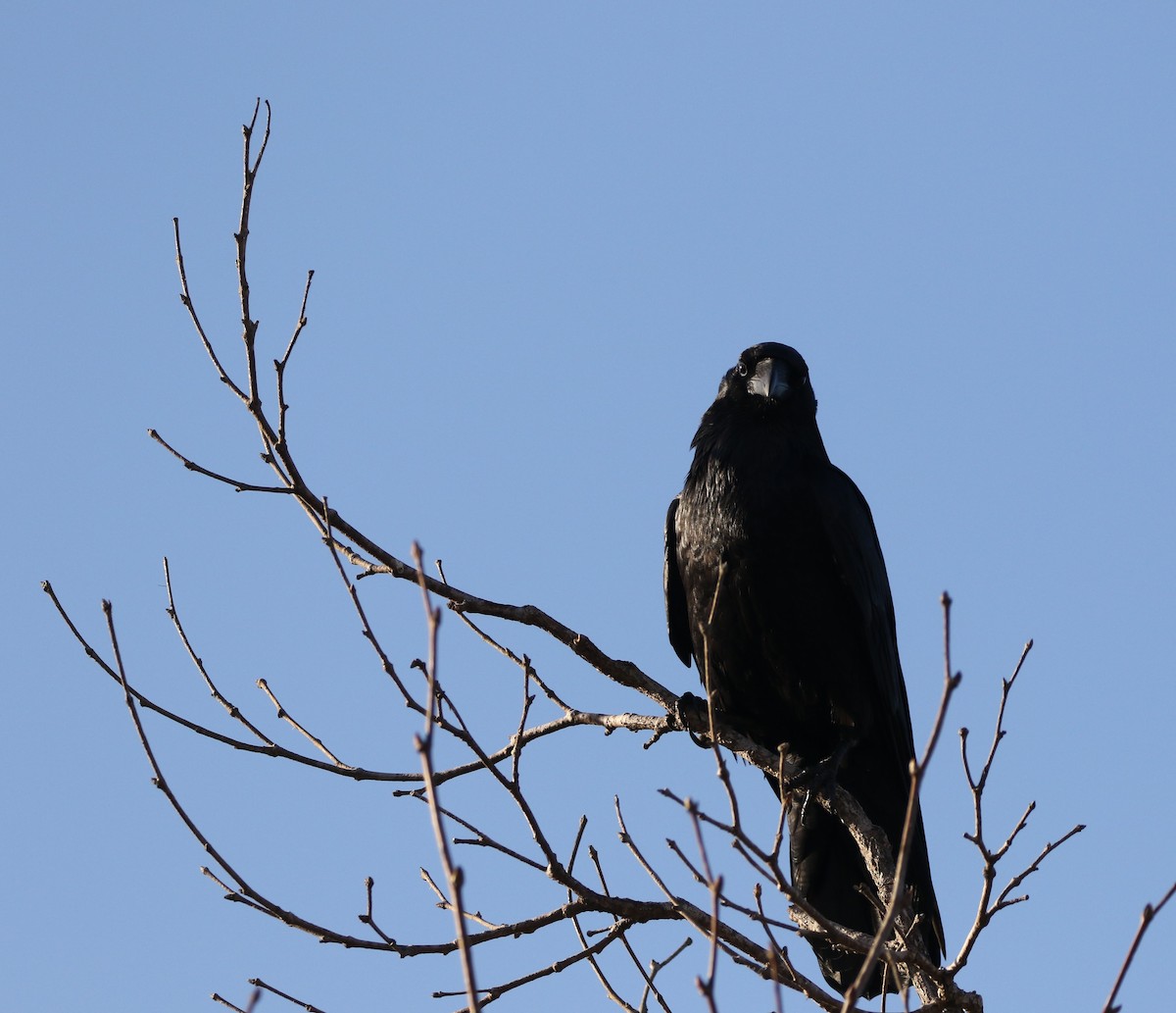 Common Raven - ML305504301