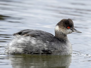  - Eared Grebe