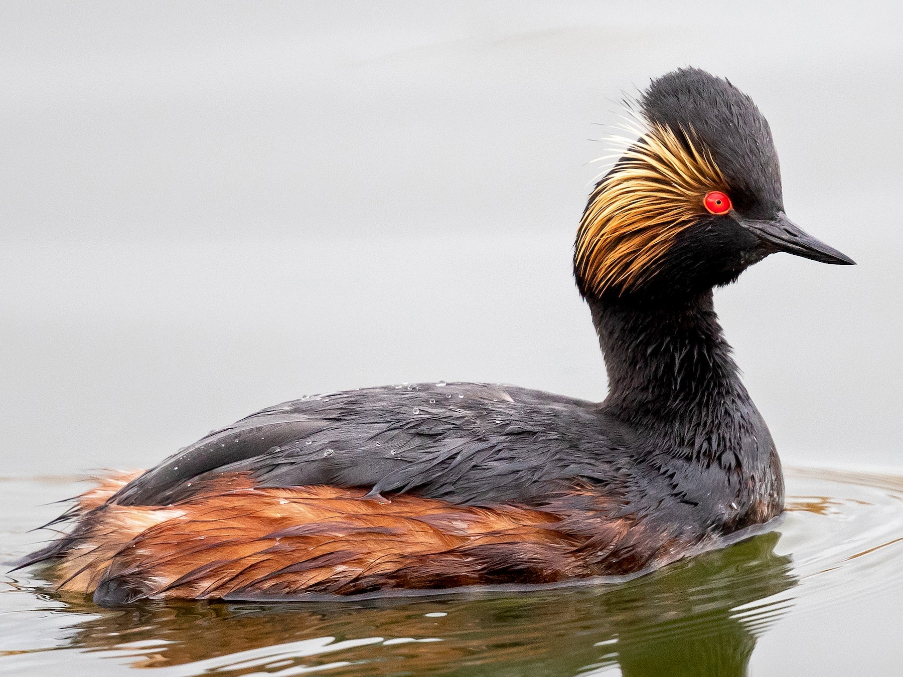 red necked grebe winter