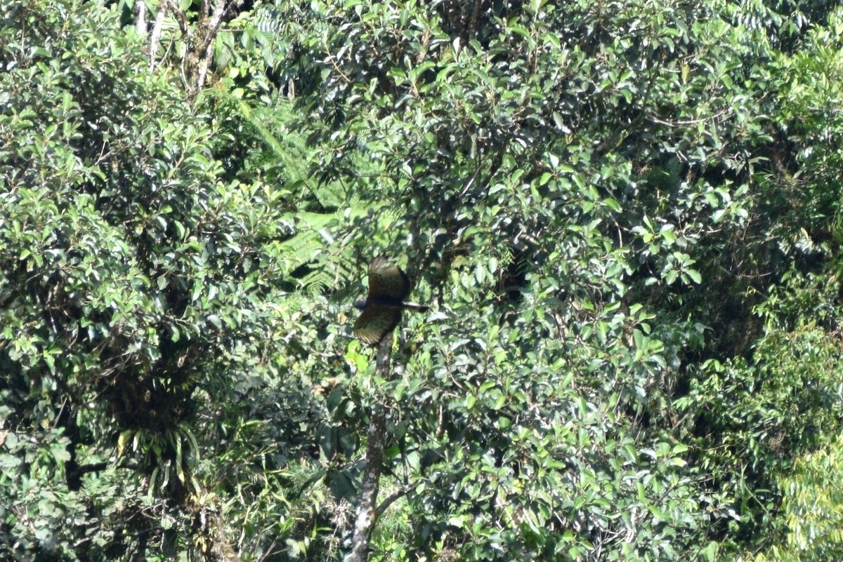 Black-and-chestnut Eagle - irina shulgina