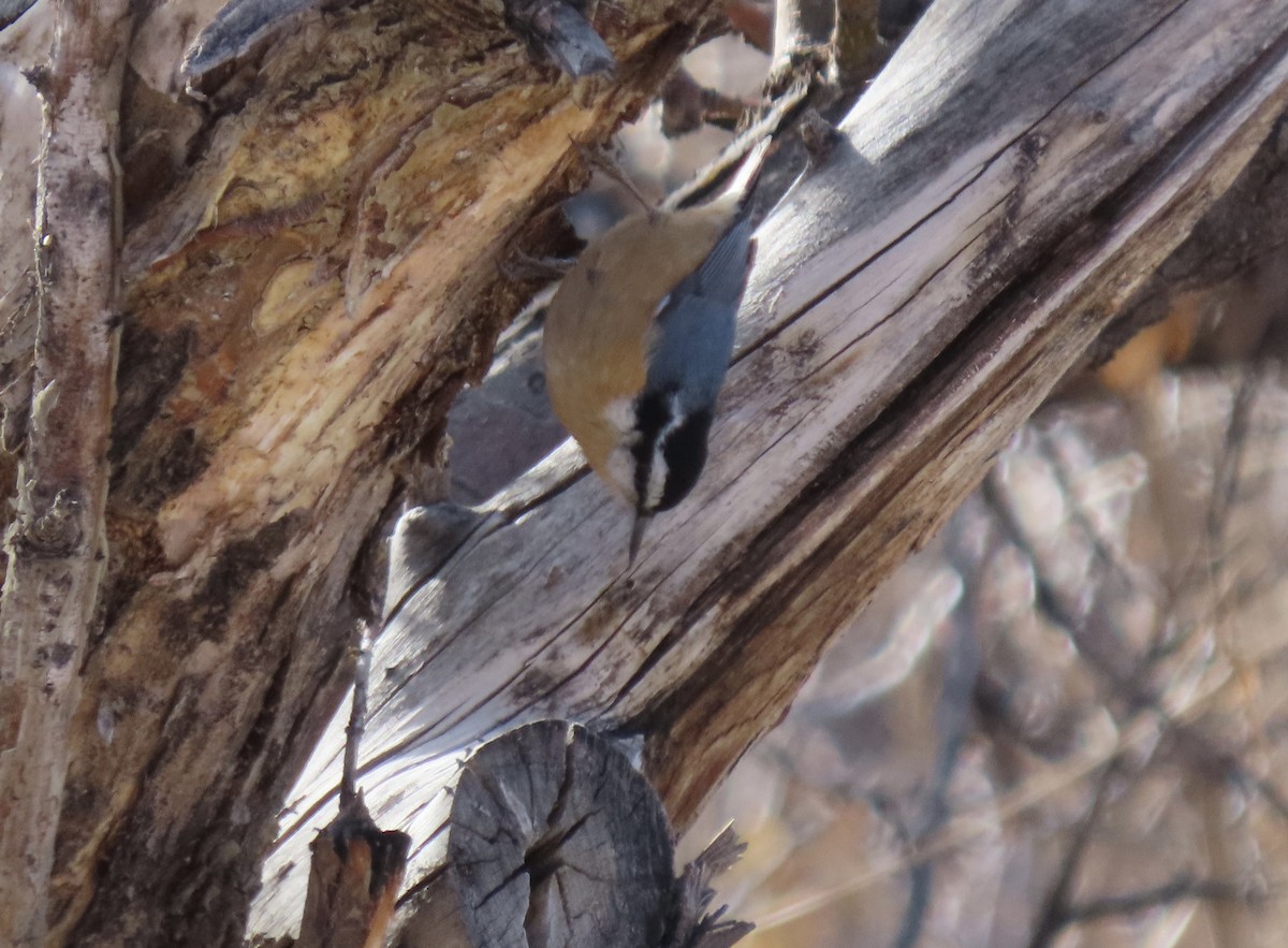 Red-breasted Nuthatch - ML305509441