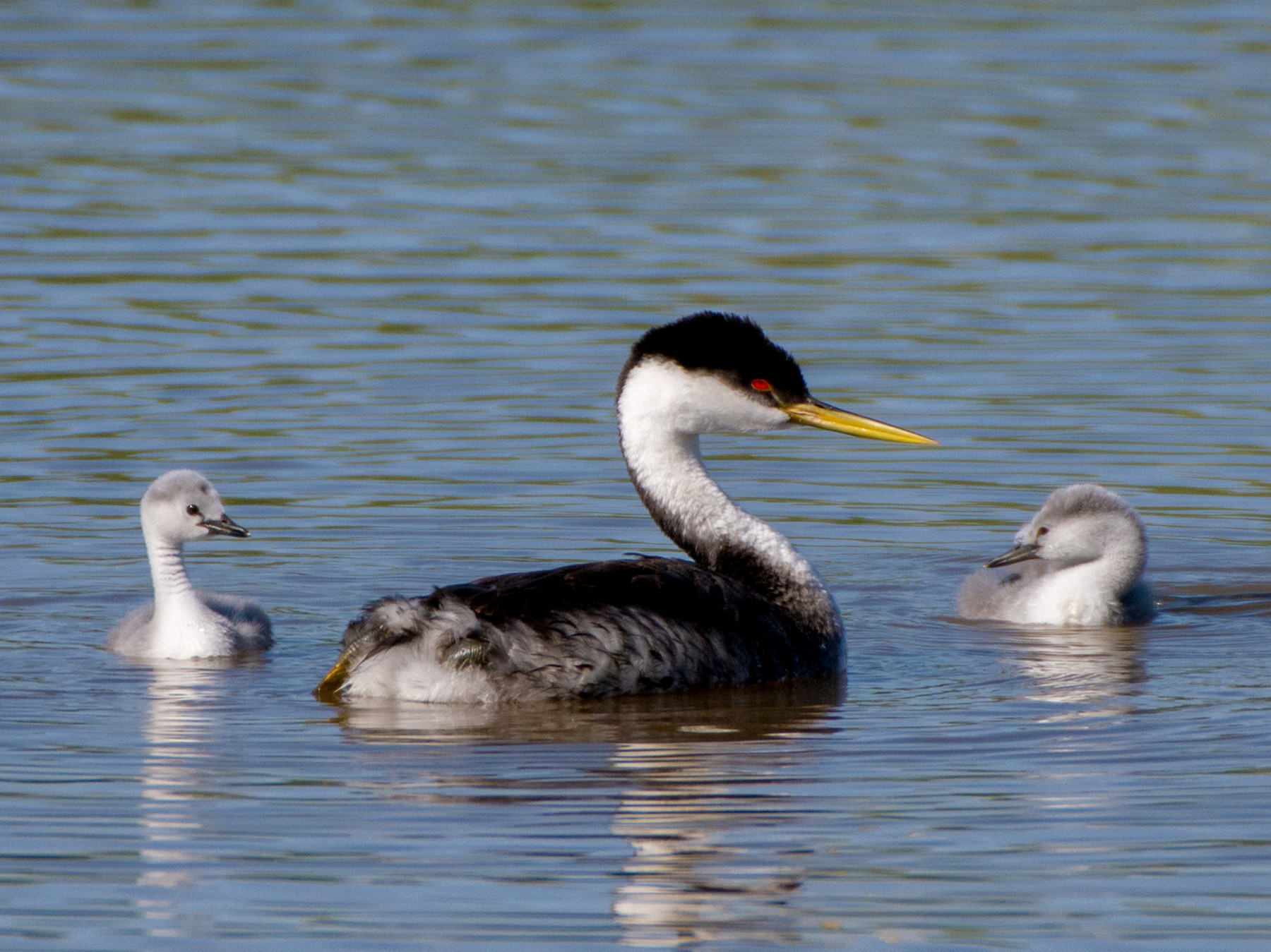 Western Grebe - Graham Deese