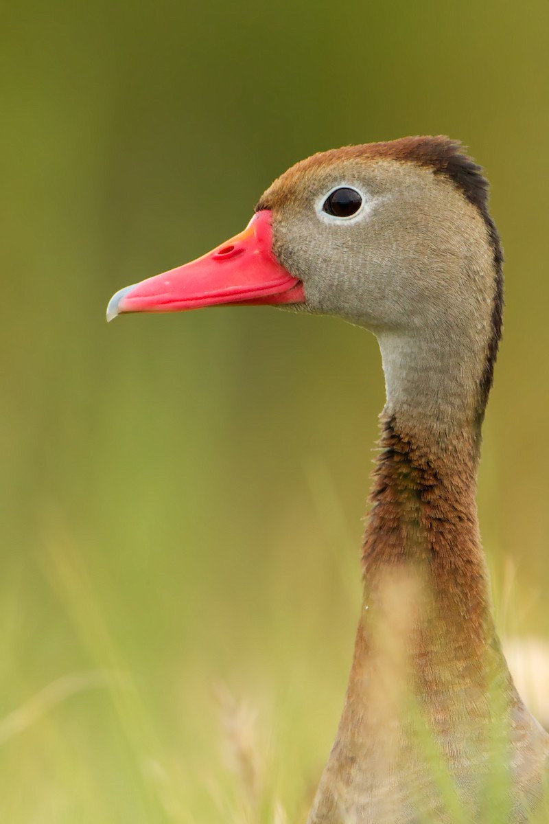 Black-bellied Whistling-Duck - Mariano Fernández Kloster