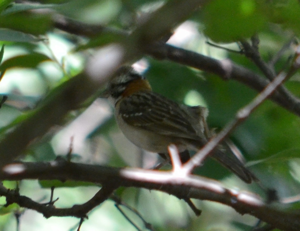 Rufous-collared Sparrow - ML305510881