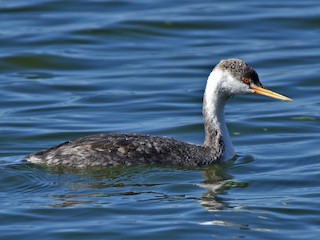 クビナガカイツブリ - eBird