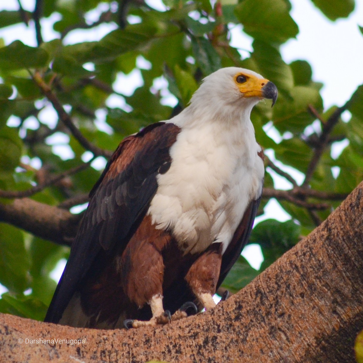 African Fish-Eagle - ML305512111