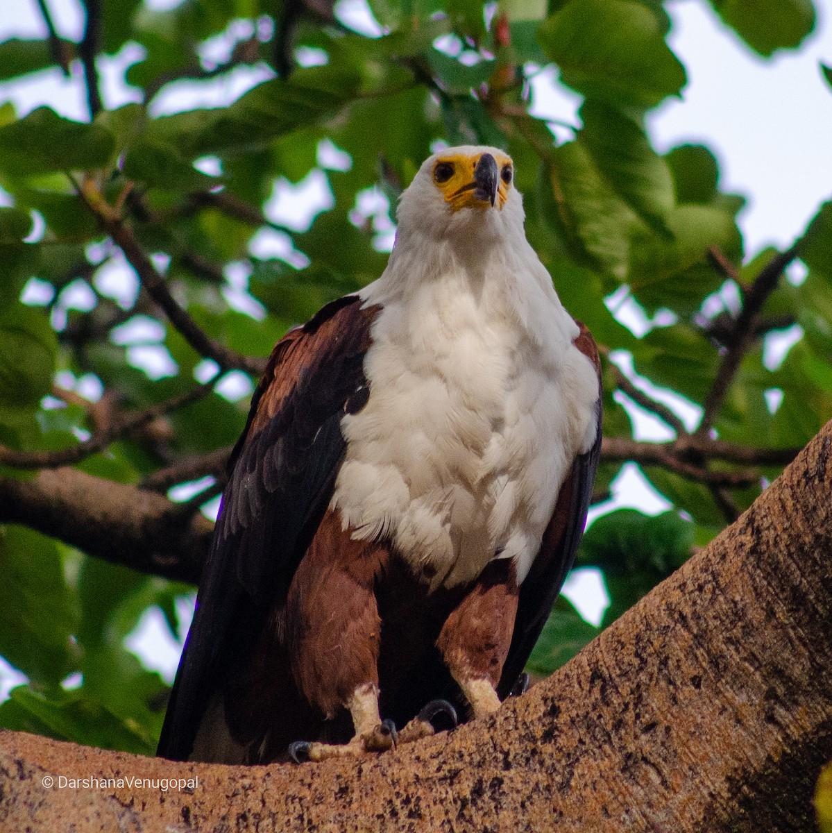 African Fish-Eagle - ML305512261
