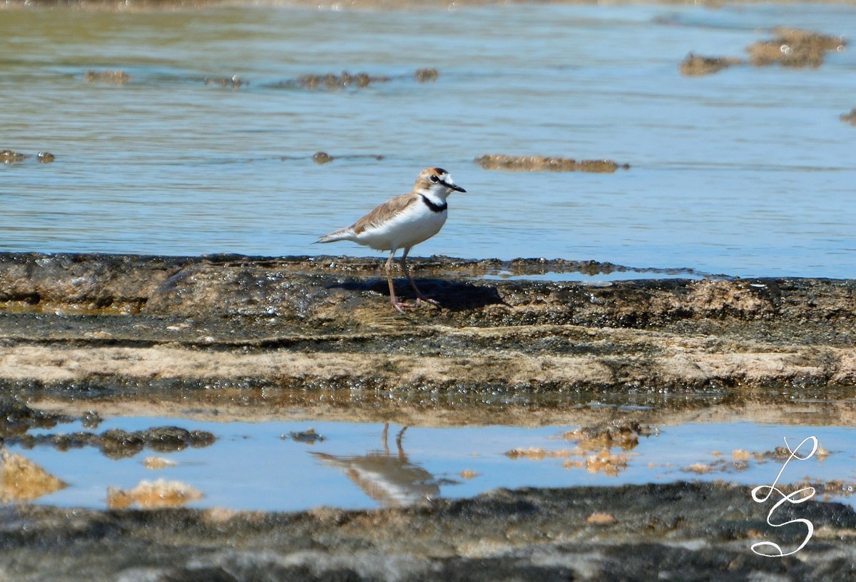 Collared Plover - ML305512851