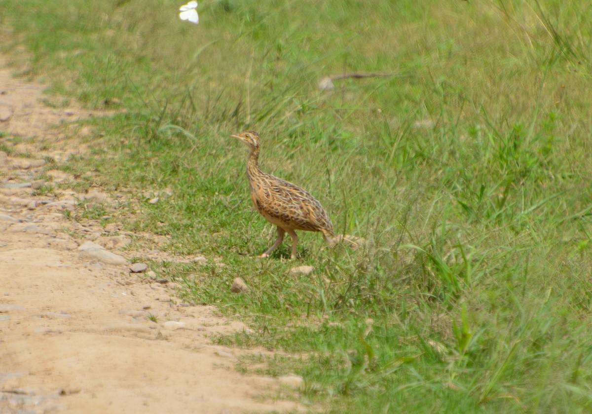 Spotted Nothura - ML305514281