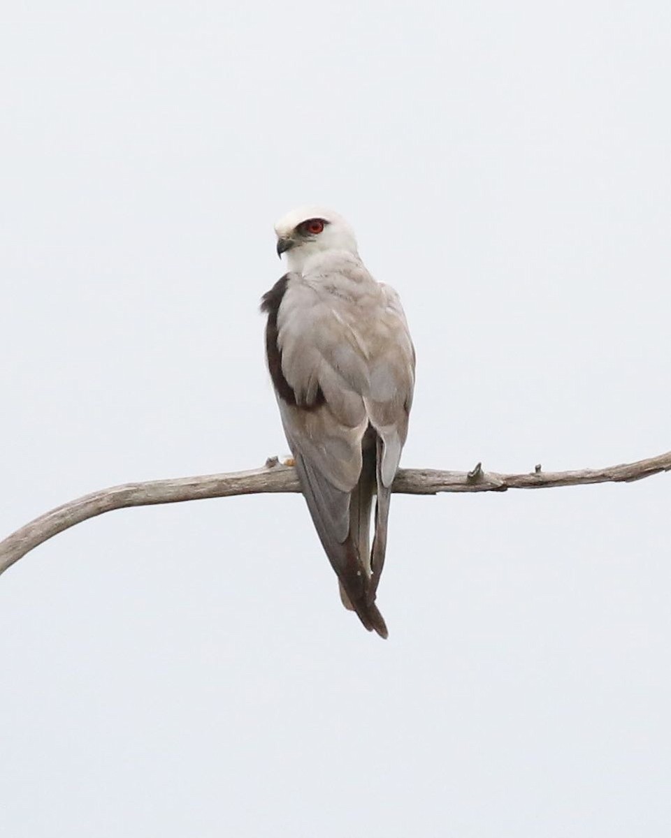 Black-shouldered Kite - ML305515401