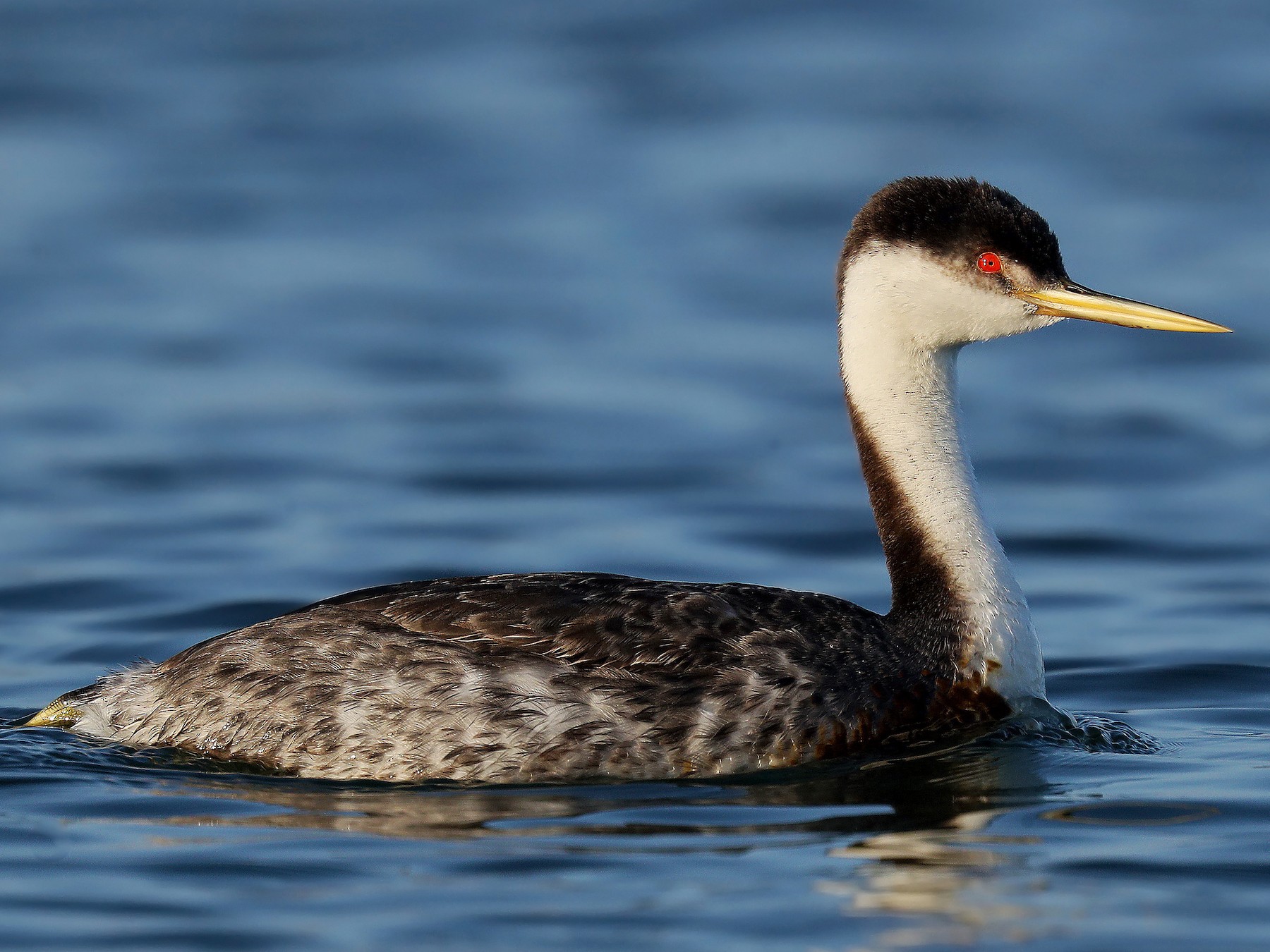Western Grebe - eBird