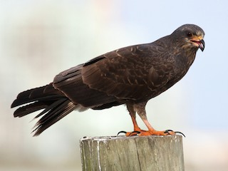 タニシトビ - eBird