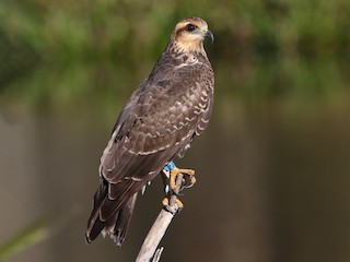 タニシトビ - eBird